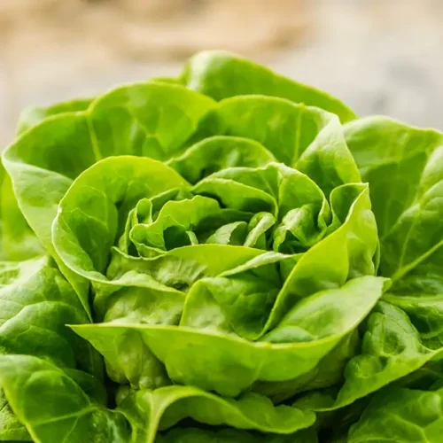 Lettuce Butterhead (Hydroponically Grown)