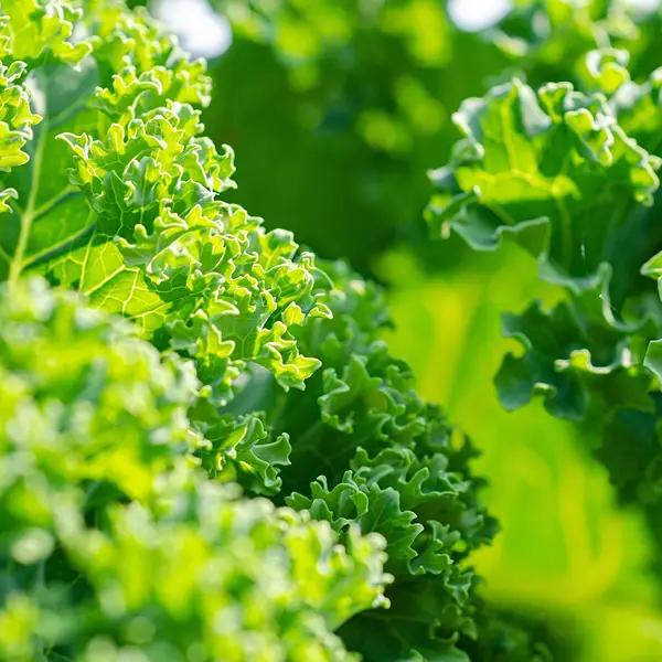 Kale Curly (Hydroponically Grown) - Image 3