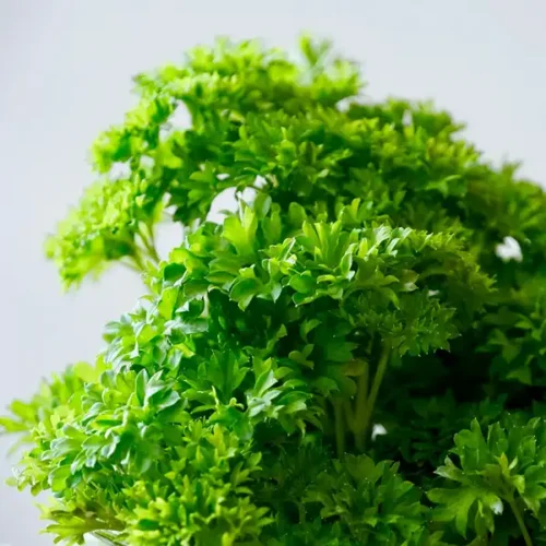 Parsley (Hydroponically Growth)