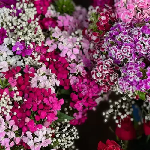 Dianthus | Sweet William Flowers Mix