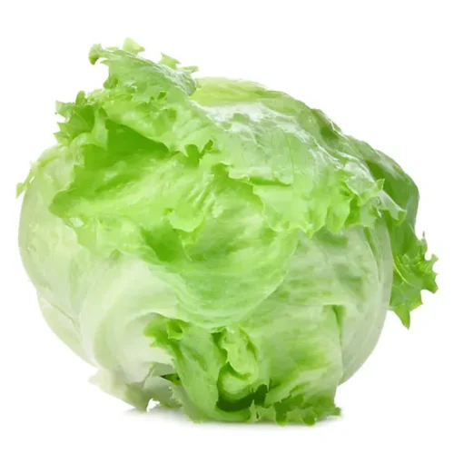 Lettuce Iceberg (Hydroponically Grown)
