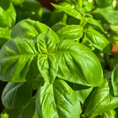 Basil (Hydroponically Grown) - Italian, 50 g