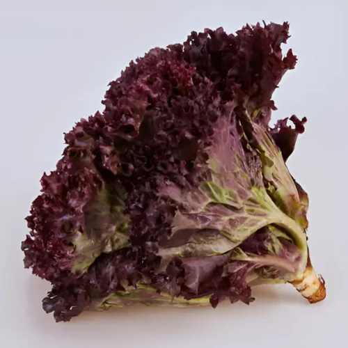 Lettuce Lollo Rosso (Hydroponically Grown)