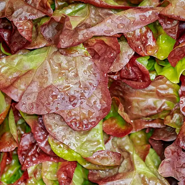 Lettuce Lollo Rosso (Hydroponically Grown) - Image 3