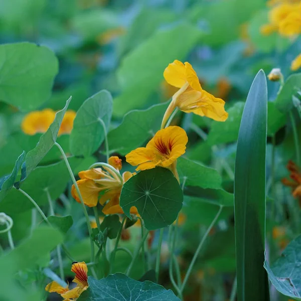 Nasturtium Flowers - Image 3