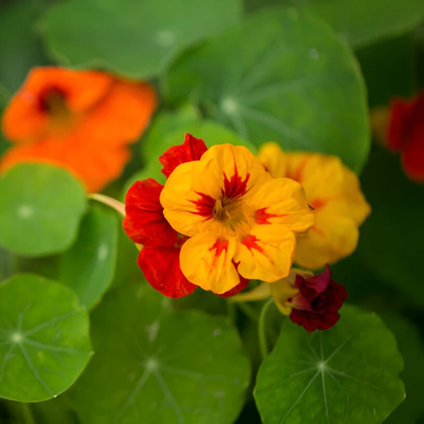 Nasturtium Flowers