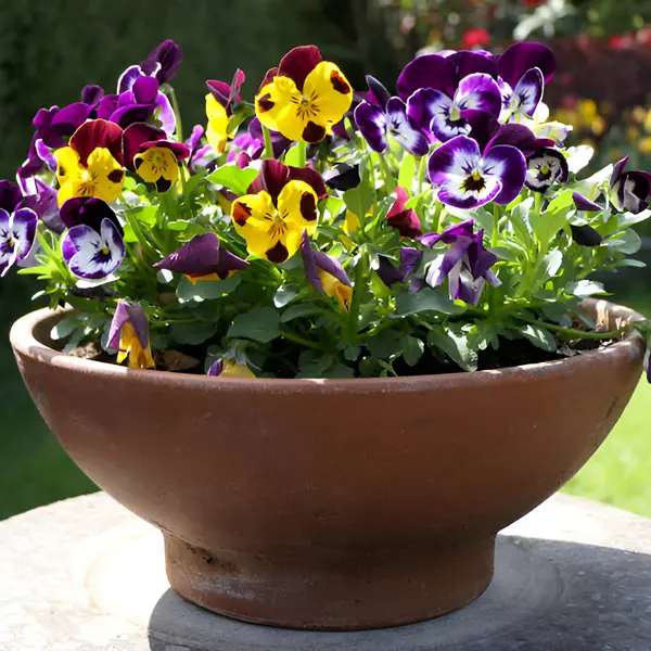 Pansies Mix