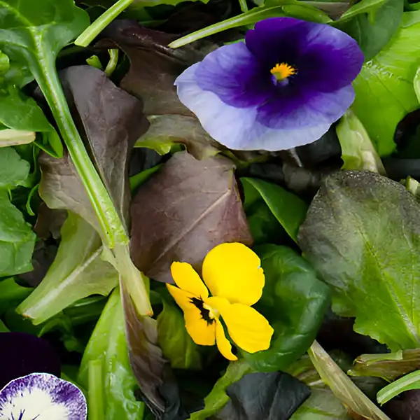 Pansies Mix - Image 2