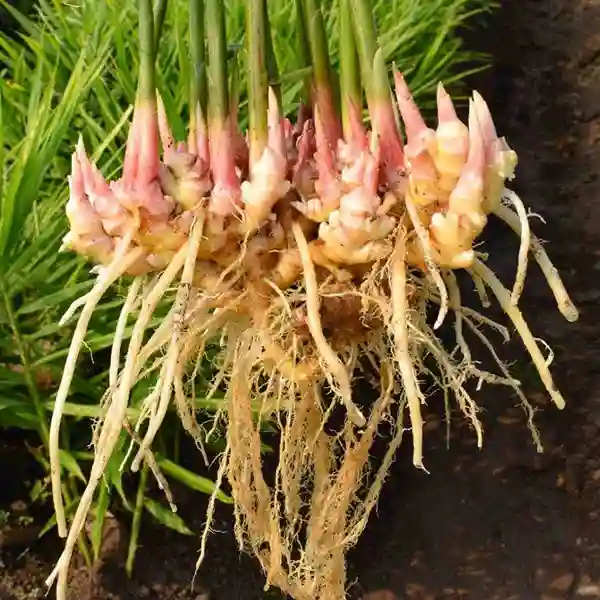 Galangal - Image 3