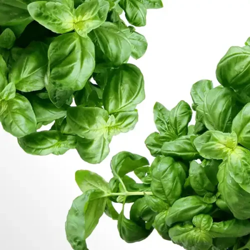 Basil (Hydroponically Grown)