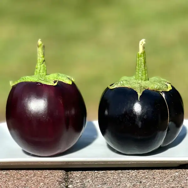 Brinjal