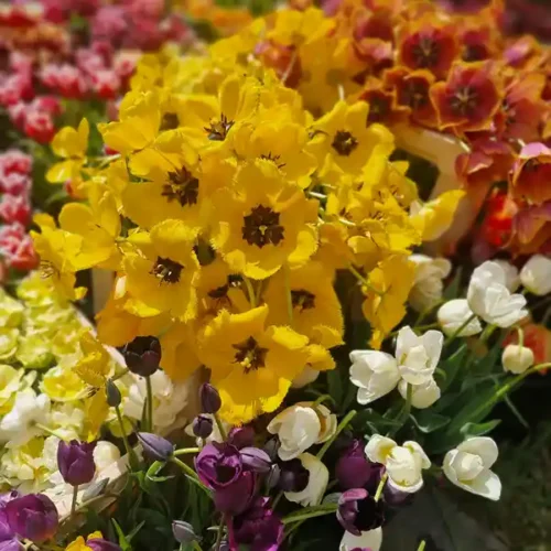 Edible Flower Mix