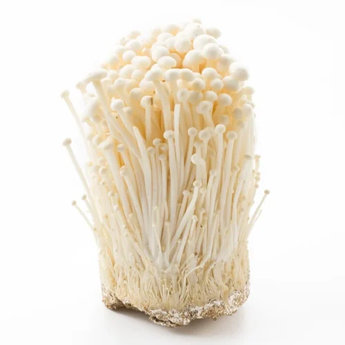 Enoki Mushroom | Needle Mushroom