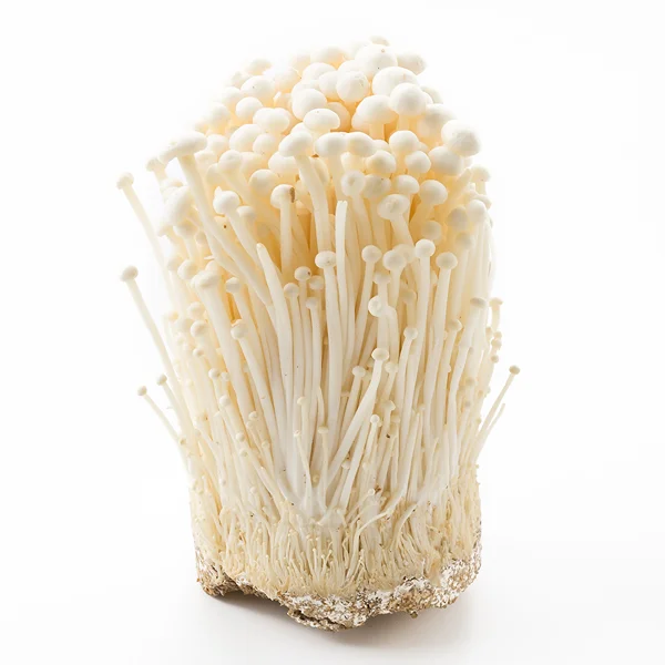 Enoki Mushroom | Needle Mushroom