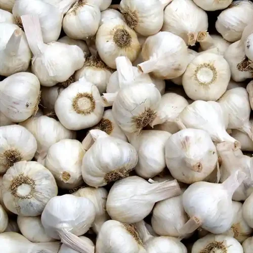 Garlic