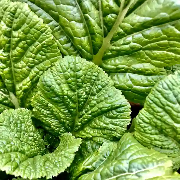 Mustard Green