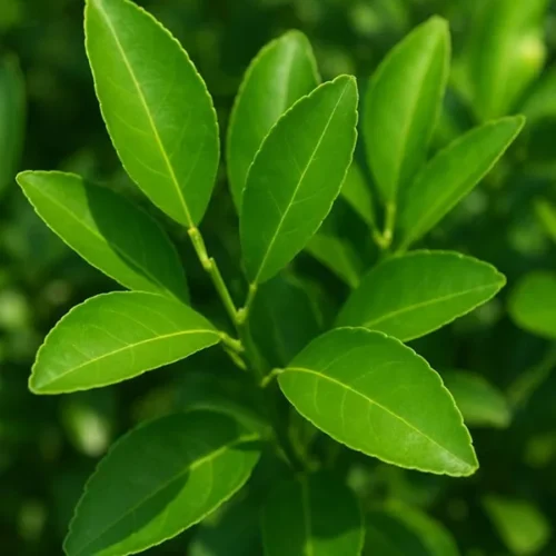 Lemon Leaves
