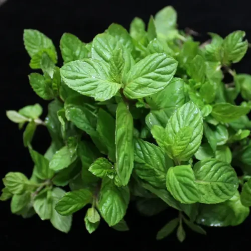Mint Leaves