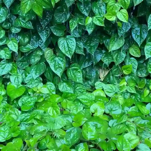 Paan Leaves
