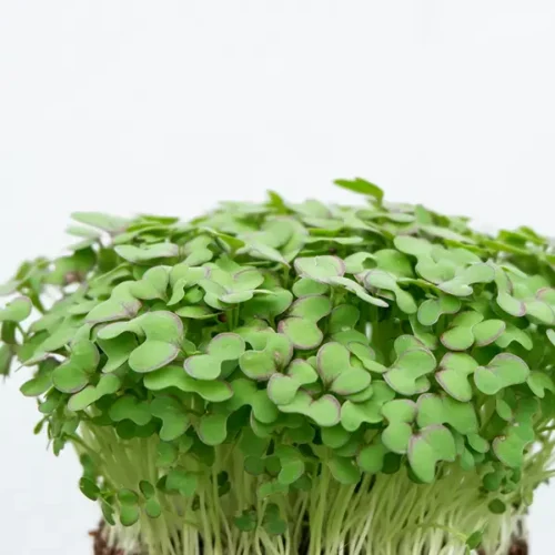 Radish Microgreens