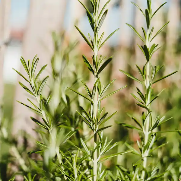 Rosemary
