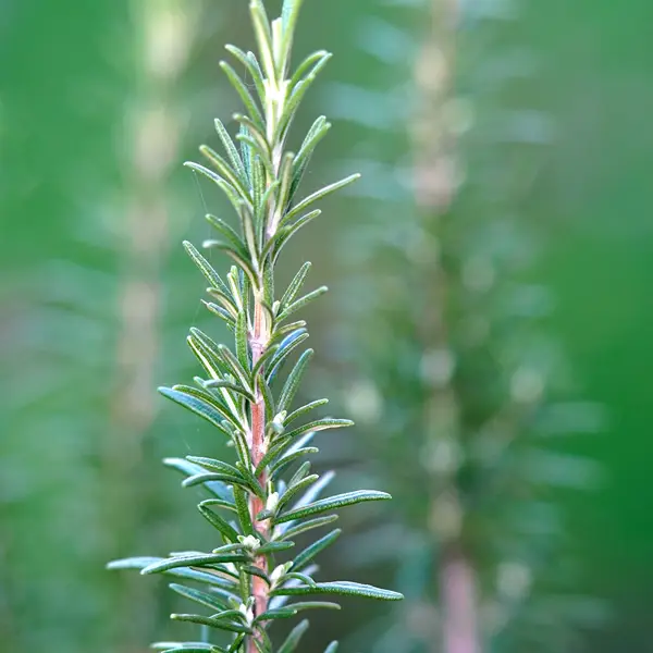 Rosemary - Image 2