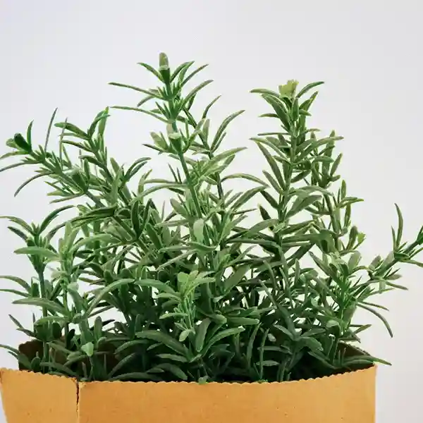 Rosemary - Image 3