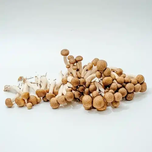 Fresh shimeji mushrooms with long white stems and small brown caps, ideal for Asian-inspired dishes