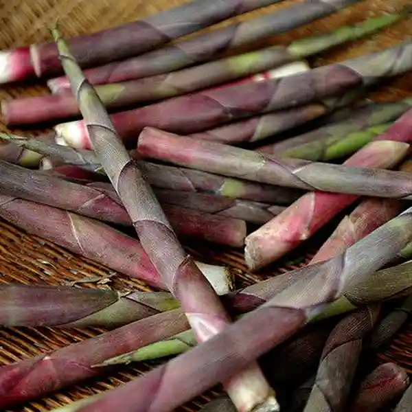 Bamboo Shoots - Image 3