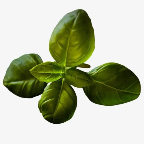 Basil (Hydroponically Grown)