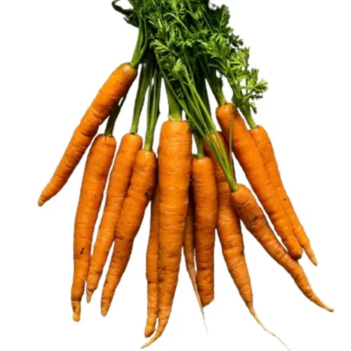 Carrot