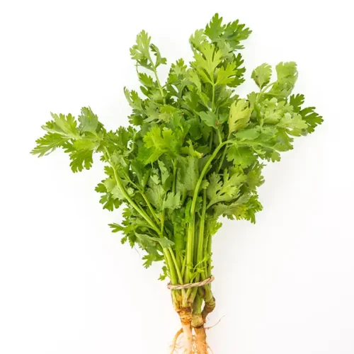 Coriander Leaves