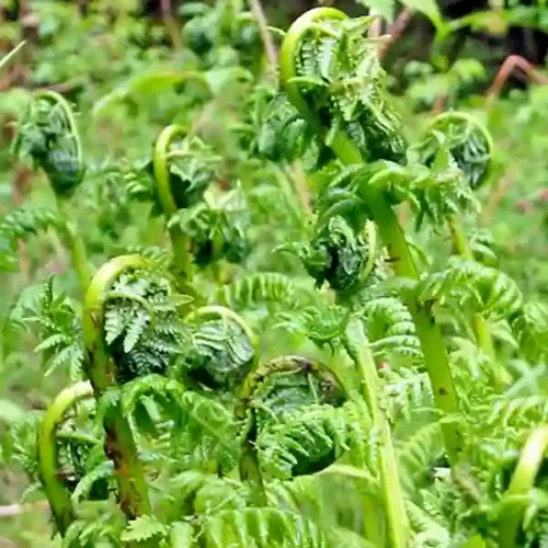 Fiddle Head (Dhekia)