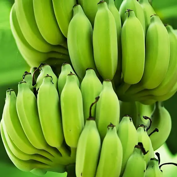 Raw Banana