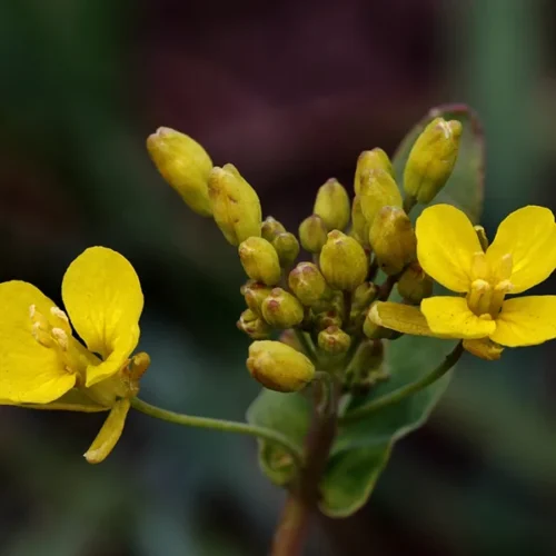 Rocket / Arugula Flower