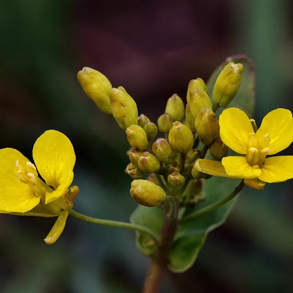Rocket / Arugula Flower