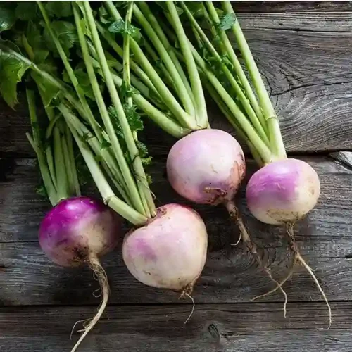 Turnip (Salgum)