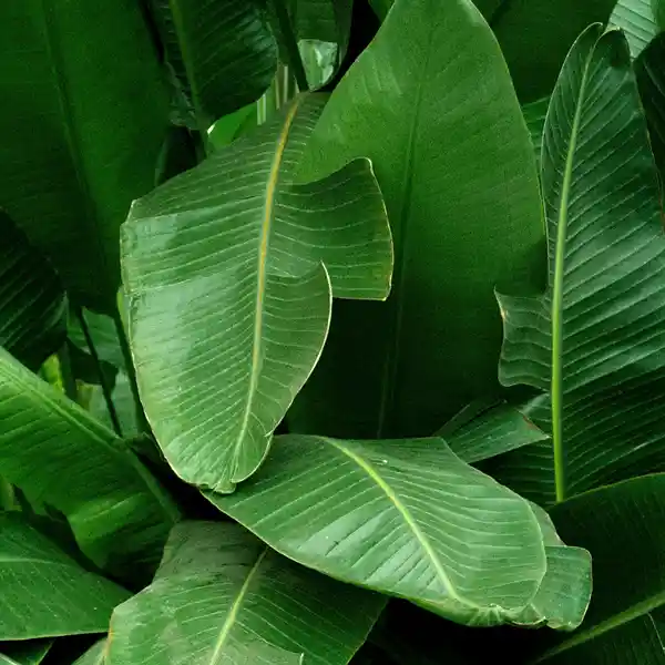 Banana Leaf - Image 2