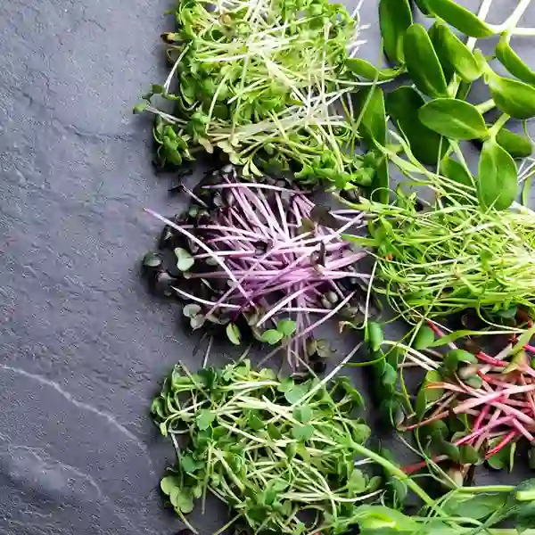 Mixed Microgreen