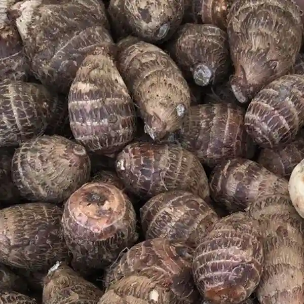 Arbi (Kosu)