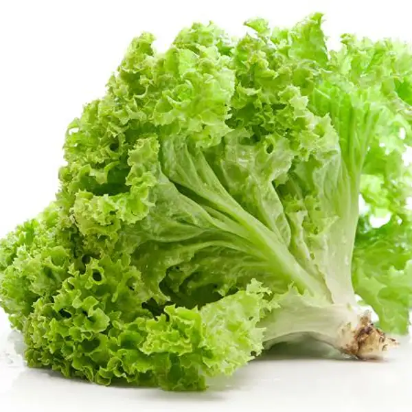 Green Lettuce (Hydroponically Grown)