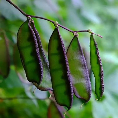 Lablab Beans (Urohi)