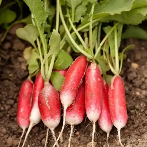 Organic Radish (Mula)