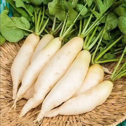 White Radish (Mula)