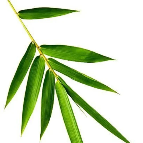Bamboo Leave
