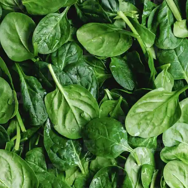 Spinach (Hydroponically Grown) - Image 3