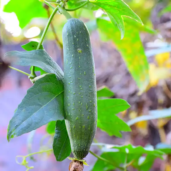 Sponge Gourd (Bhul) - Image 2