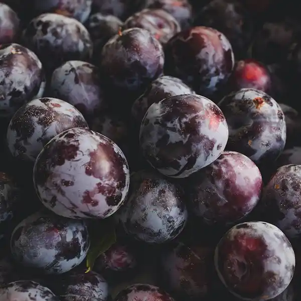 Plum - Image 3